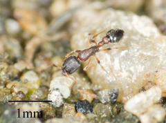 Cardiocondyla mauritanica