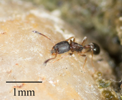 Cardiocondyla mauritanica