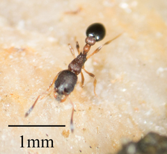 Cardiocondyla mauritanica