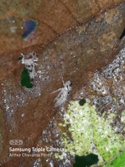 Polyglypta costata