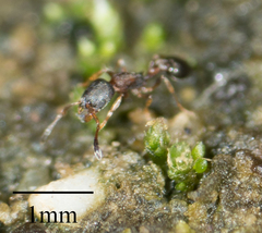 Cardiocondyla mauritanica