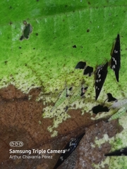 Polyglypta costata
