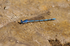 Argia lacrimans