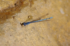 Argia lacrimans