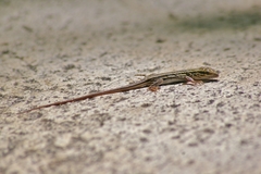 Aspidoscelis stictogrammus