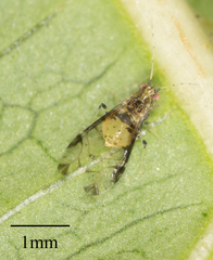 Sarucallis kahawaluokalani