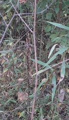 Desmodium cuspidatum