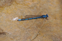 Argia lacrimans