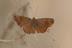 Calephelis arizonensis