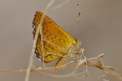 Calephelis arizonensis