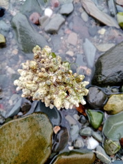 Lithothamnion glaciale