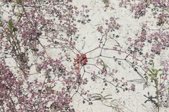 Chorizanthe fimbriata