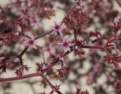 Chorizanthe fimbriata