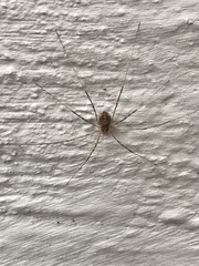 Opilio parietinus