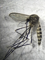 Aedes epactius