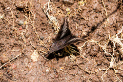 Carcharodini