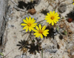Pentachaeta aurea aurea