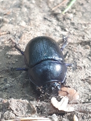 Anoplotrupes stercorosus