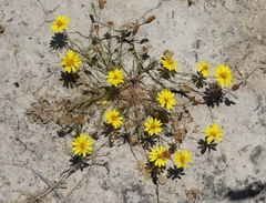 Pentachaeta aurea aurea