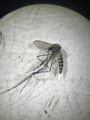Aedes epactius