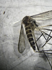 Aedes epactius
