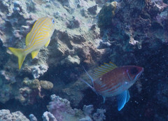 Holocentrus adscensionis