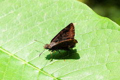 Carcharodini