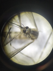 Aedes epactius