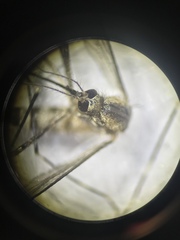 Aedes epactius