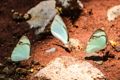 Itaballia demophile centralis