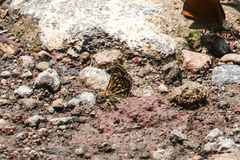 Dardarina dardaris