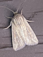 Leucania oaxacana