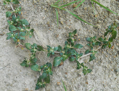 Gomphrenoideae
