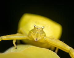 Thomisus onustus