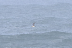 Stercorarius parasiticus