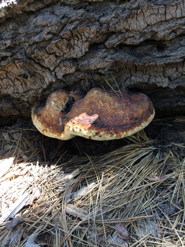 iNaturalist observation photo of Fungi Including Lichens
