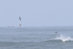 Stercorarius parasiticus