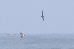 Stercorarius parasiticus