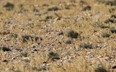 Pterocles orientalis