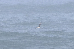 Stercorarius parasiticus