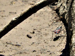 Cicindela sommeri