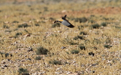 Pterocles orientalis