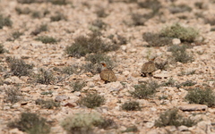 Pterocles orientalis