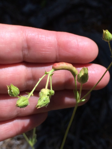 iNaturalist observation photo of Diastrophus