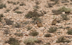 Pterocles orientalis