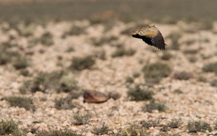 Pterocles orientalis