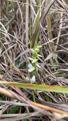 Spiranthes magnicamporum
