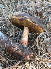 Aureoboletus projectellus