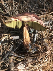 Aureoboletus projectellus