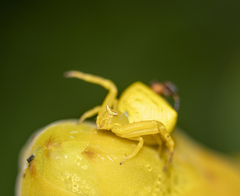 Thomisus onustus
